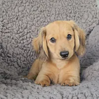 JAKE, a female Miniature Dachshund for sale in Nappanee, IN – 2 of 4