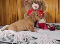 KATY, a female Miniature Dachshund for sale in Nappanee, IN – Photo 5 of 5