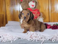 KIZER, a male Miniature Dachshund for sale in Nappanee, IN – Photo 3 of 5