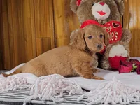 KATY, a female Miniature Dachshund for sale in Nappanee, IN – Photo 2 of 5