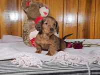 KIZER, a male Miniature Dachshund for sale in Nappanee, IN – Photo 1 of 5