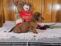 KIZER, a male Miniature Dachshund for sale in Nappanee, IN – Photo 5 of 5
