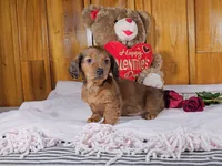 KIZER, a male Miniature Dachshund for sale in Nappanee, IN – Photo 4 of 5