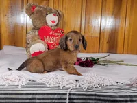 KIZER, a male Miniature Dachshund for sale in Nappanee, IN – Photo 2 of 5