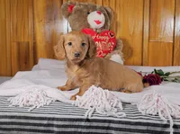 KATY, a female Miniature Dachshund for sale in Nappanee, IN – Photo 3 of 5
