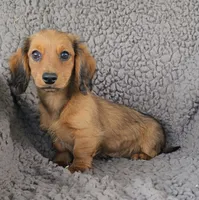 JESS, a female Miniature Dachshund for sale in Nappanee, IN – 3 of 3