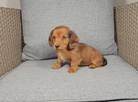 CARMEN , a female Miniature Dachshund for sale in Nappanee, IN – Photo 4 of 4