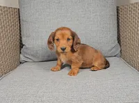 CARMEN , a female Miniature Dachshund for sale in Nappanee, IN – Photo 1 of 4