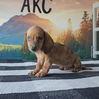 LEO, a male Miniature Dachshund for sale in Nappanee, IN – 4 of 5