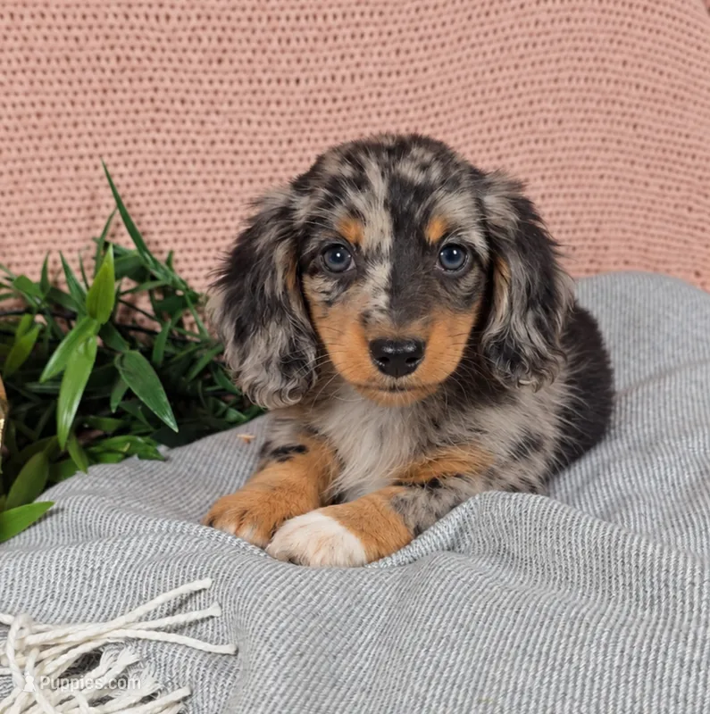 GABBY – Miniature Dachshund puppy for sale in Nappanee, IN