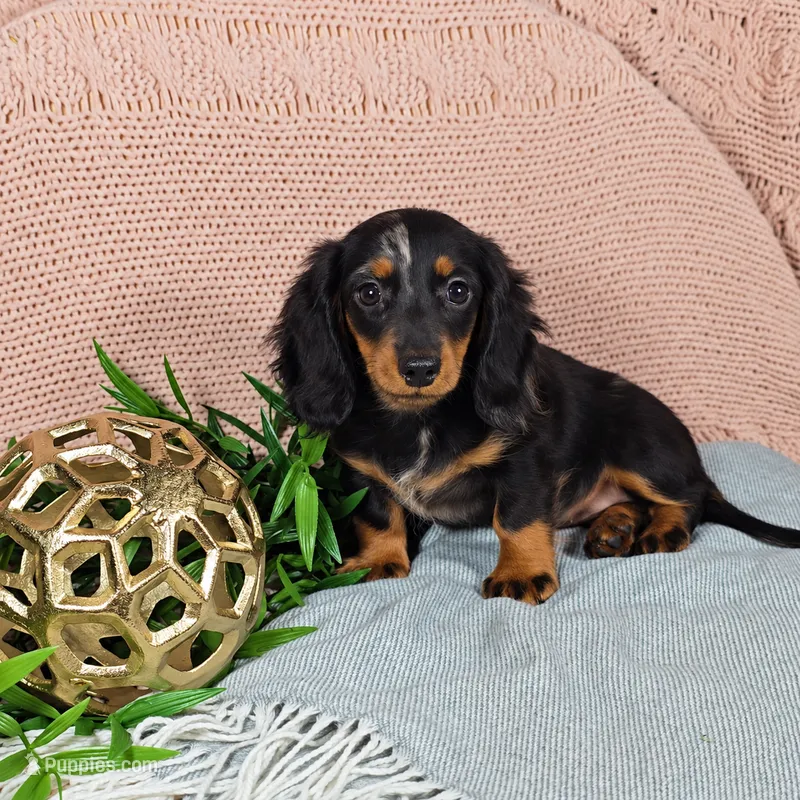ELLIE – Miniature Dachshund puppy for sale in Nappanee, IN