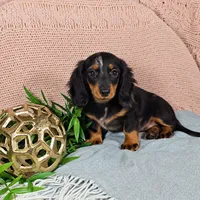 ELLIE, a female Miniature Dachshund for sale in Nappanee, IN – 1 of 3