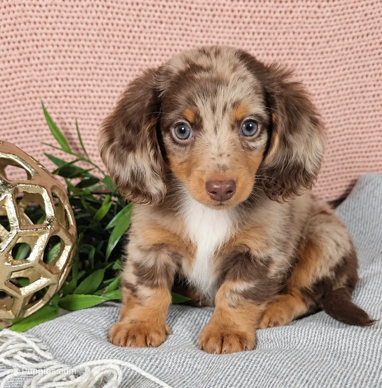 JASPER – Miniature Dachshund puppy for sale in Nappanee, IN