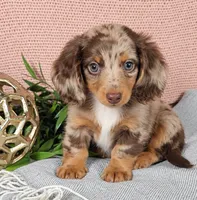 JASPER, a male Miniature Dachshund for sale in Nappanee, IN – 1 of 4