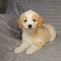 MINDY, a female Aussiedoodle for sale in Nappanee, IN – 2 of 6