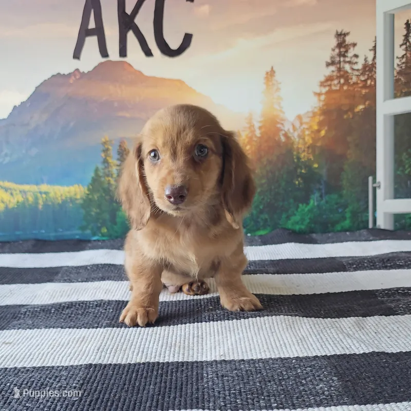 TEDDY – Miniature Dachshund puppy for sale in Nappanee, IN