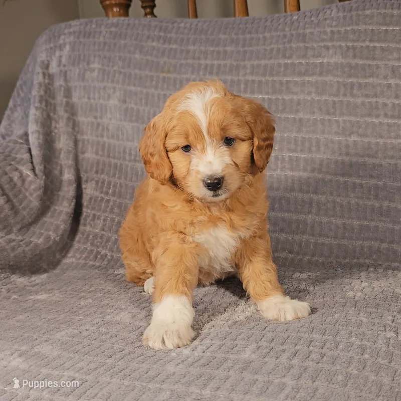 MASON – Aussiedoodle puppy for sale in Nappanee, IN