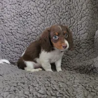 SPARKY, a male Miniature Dachshund for sale in Nappanee, IN – 3 of 3