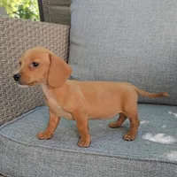 PARIS, a female Miniature Dachshund for sale in Nappanee, IN – 3 of 4