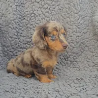 JASPER , a male Miniature Dachshund for sale in Nappanee, IN – 3 of 4