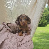 DIXIE, a female Miniature Dachshund for sale in Nappanee, IN – 2 of 5