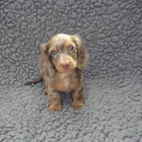 JASPER, a male Miniature Dachshund for sale in Nappanee, IN – 4 of 4