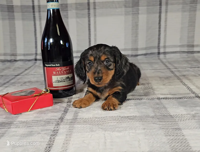 SCOTTY – Miniature Dachshund puppy for sale in Nappanee, IN
