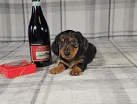 SCOTTY, a male Miniature Dachshund for sale in Nappanee, IN – Photo 1 of 5