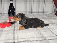 SCOTTY, a male Miniature Dachshund for sale in Nappanee, IN – Photo 4 of 5