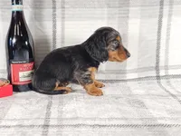 SCOTTY, a male Miniature Dachshund for sale in Nappanee, IN – Photo 5 of 5