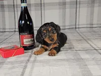 SCOTTY, a male Miniature Dachshund for sale in Nappanee, IN – Photo 2 of 5