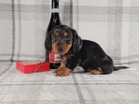 SCOTTY, a male Miniature Dachshund for sale in Nappanee, IN – Photo 3 of 5