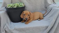 JASPER, a male Miniature Dachshund for sale in Nappanee, IN – 2 of 3