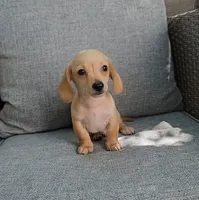 PABLO, a male Miniature Dachshund for sale in Nappanee, IN – 3 of 3