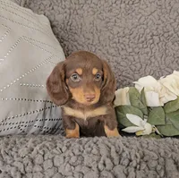 ROCKY, a male Miniature Dachshund for sale in Nappanee, IN – 4 of 5