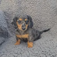 JANIE, a female Miniature Dachshund for sale in Nappanee, IN – 2 of 5