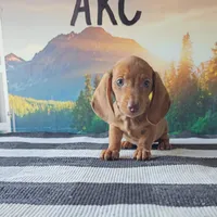 JASE, a male Miniature Dachshund for sale in Nappanee, IN – 1 of 3