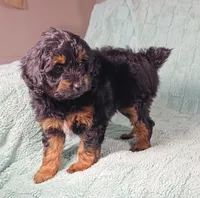 MILES, a male Aussiedoodle for sale in Nappanee, IN – 2 of 3