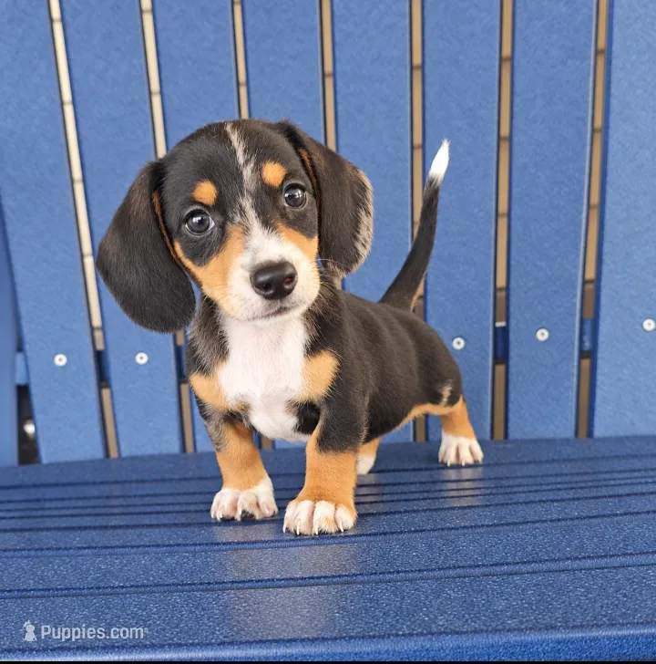 SASHA – Miniature Dachshund puppy for sale in Nappanee, IN