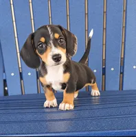 SASHA, a female Miniature Dachshund for sale in Nappanee, IN – 2 of 3