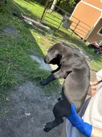 N/a, a male American Pit Bull Terrier and Labrador Retriever for sale in Pomona Park, FL – 2 of 3