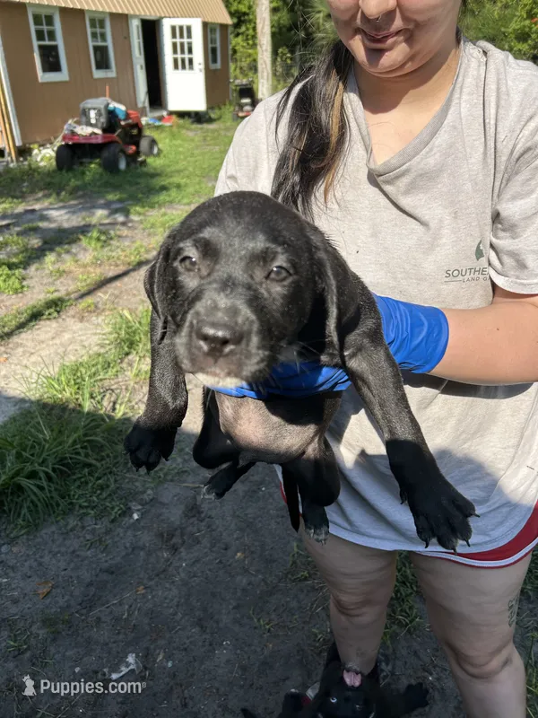 N/a – American Pit Bull Terrier, Labrador Retriever puppy for sale in Pomona Park, FL