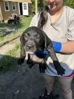 N/a, a male American Pit Bull Terrier and Labrador Retriever for sale in Pomona Park, FL – 1 of 3