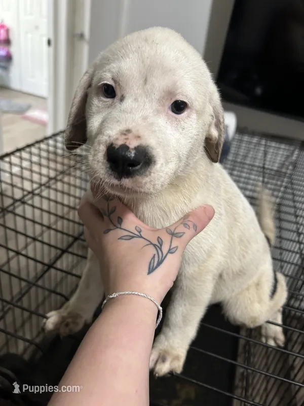 N/a – American Pit Bull Terrier, Labrador Retriever puppy for sale in Pomona Park, FL