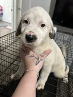 N/a, a male American Pit Bull Terrier and Labrador Retriever for sale in Pomona Park, FL – 1 of 3