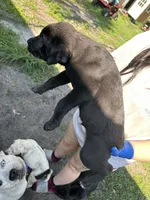 N/a, a male American Pit Bull Terrier and Labrador Retriever for sale in Pomona Park, FL – 2 of 3