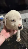 N/a, a male American Pit Bull Terrier and Labrador Retriever for sale in Pomona Park, FL – 3 of 3