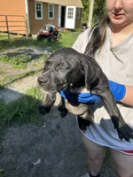 N/a, a male American Pit Bull Terrier and Labrador Retriever for sale in Pomona Park, FL – 3 of 3