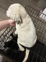N/a, a male American Pit Bull Terrier and Labrador Retriever for sale in Pomona Park, FL – 2 of 3