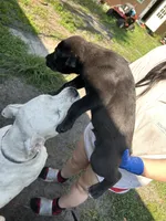N/a, a male American Pit Bull Terrier and Labrador Retriever for sale in Pomona Park, FL – 3 of 3